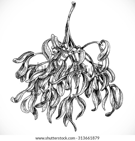 Black and white graphic drawing of mistletoe