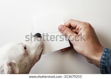 Man and dog holding two wite business cards on white wall backgr