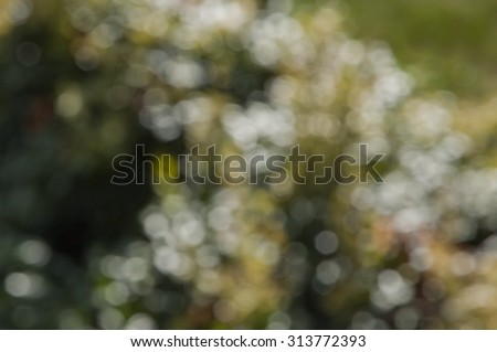 Blurred view of bush, background