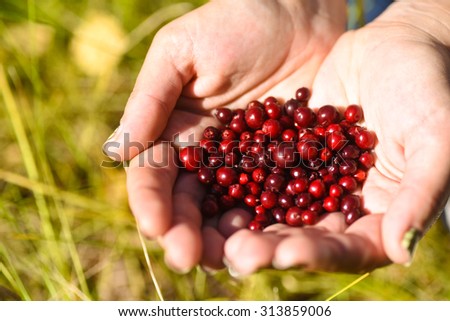 Low bush cranberries or lingonberries, held in hands. Royalty-Free Stock Photo #313859006