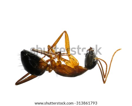Dead fire ant (Solenopsis) isolated on a white background. Macro