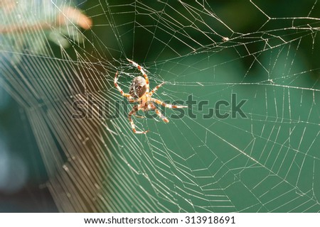 Cross spider ( Araneus diadematus) on web