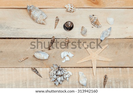 Sea cockleshells lie on a wooden board.