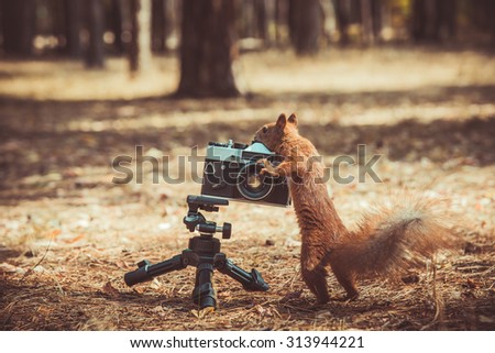 Red squirrel with a film camera