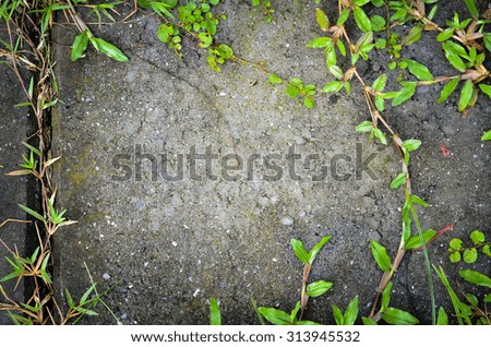 Green leaves with Concrete floor