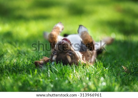 adorable chihuahua puppy lying upside down