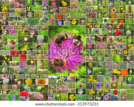 Flower Collage with Thistle plant in the center.