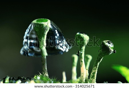 small mushrooms macro moss