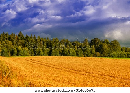 Wheat field and dark blue cloudy sky