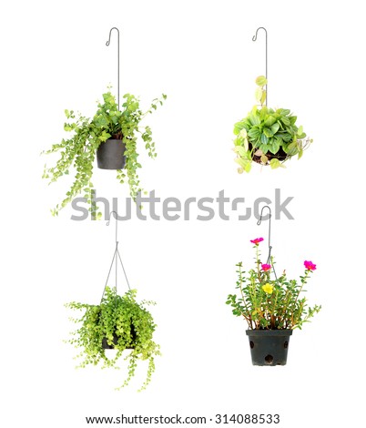 hanging basket plant isolated on white background