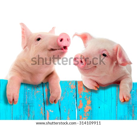 Funny pig hanging on a fence. Studio photo. Isolated on white background. Royalty-Free Stock Photo #314109911