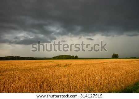 wheat field and dark storm clouds