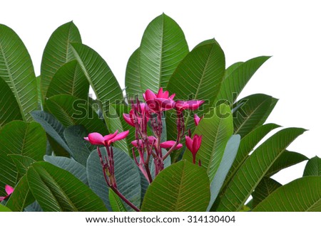 Pink yellow plumeria flowers on a tree with copy space.