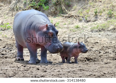 Hippo family (Hippopotamus amphibius) outside the water, Africa