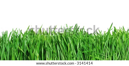 Green grass isolated contrast edition