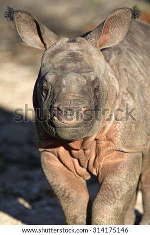Great Indian Rhinoceros, Great One-horned Rhinoceros, three weeks old cub, Baby
