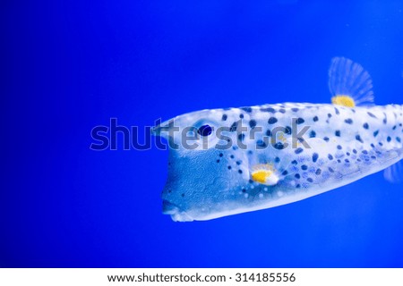 Underwater picture with great variety of fish 