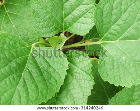 green leaf ( Clerodendrum chinense (Osbeck) Mabb., Glory Bower, Labiatae )