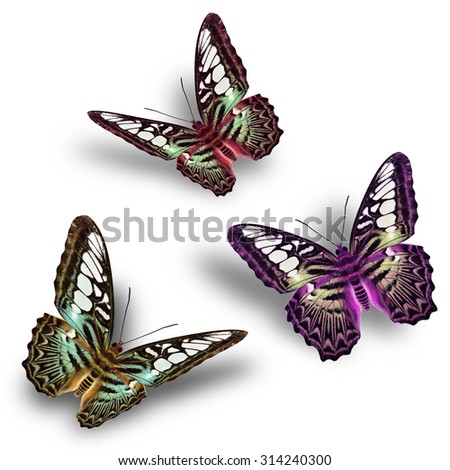 Set of beautiful flying Clipper Butterflies in different colors with soft shadow on white backgound