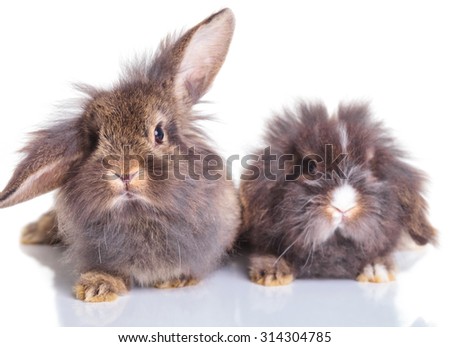 Picture of two adorable lion head rabbit bunnys sitting on isolated background.