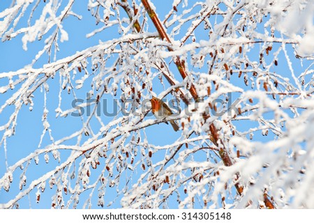Robin red breast sitting on snow covered branch