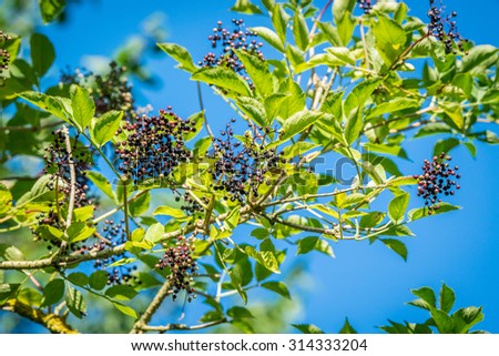 Elderberries on a twig in the nature at summertime