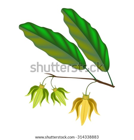 Beautiful Flower, Illustration Yellow Color of Ylang-Ylang Flowers on Tree Isolated on A White Background