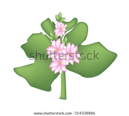 Beautiful Flower, Illustration of Beautiful Purple Kalanchoe Blossfeldiana or Flaming Katy Flower Isolated on White Background.