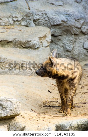 Striped hyenas