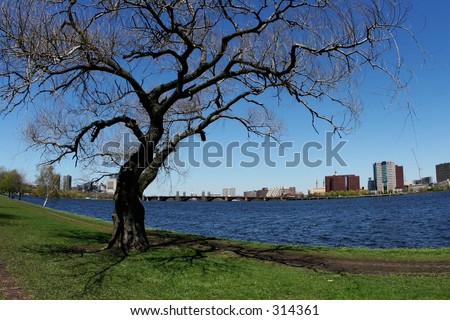 Tree by the Charles river in Boston