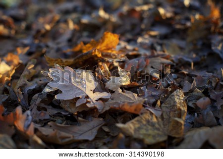 Natural dry autumn leaves. Background. Oak.