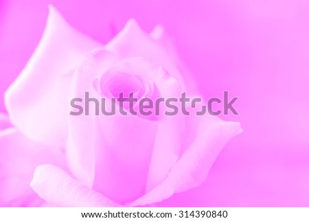 Abstract Blurry of Rose Flower and colorful background. Beautiful Rose flower made with colorful filters.