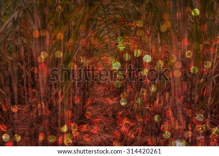 Abstract bokeh and blurred background