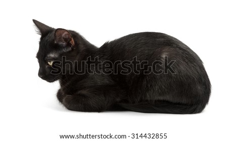 lying black cat, shot on white