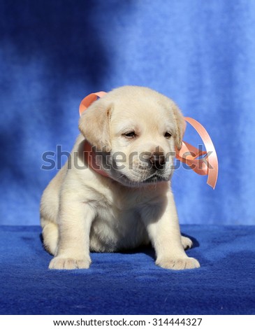 nice little yellow labrador puppy sitting on blue background