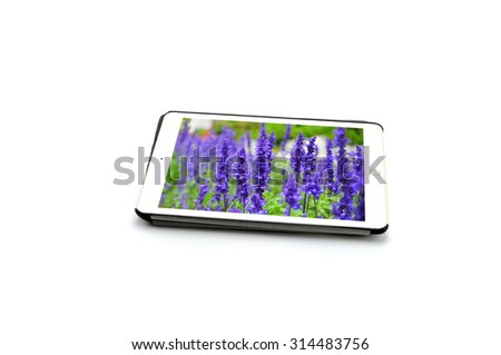 lavender flowers purple picture in tablet on white background