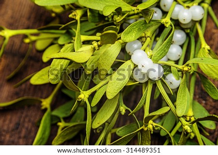 mistletoe plant