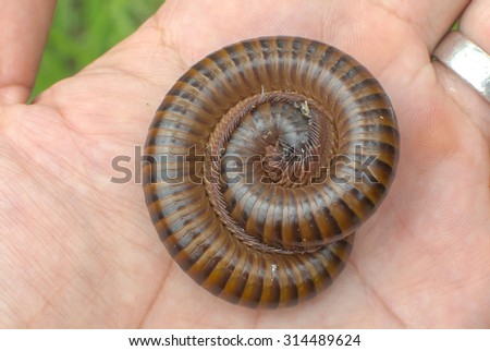 The millipede in hand