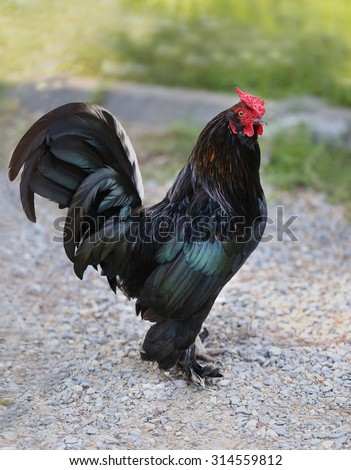 Beautiful black cock is photographed close up