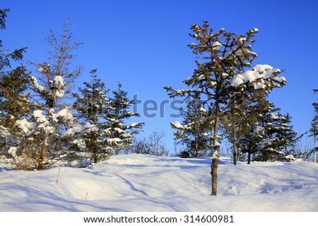 pine trees in snow, closeup of photo