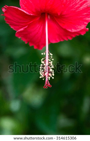 Red Hibiscus flower. close up