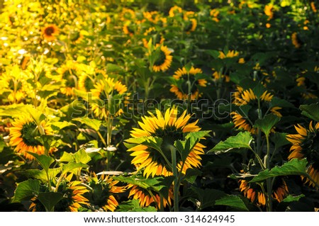 Sunflowers bloom in the sun.