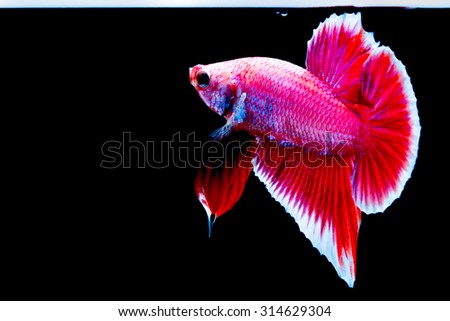 Capture the moving moment of siamese fighting fish isolated on black background