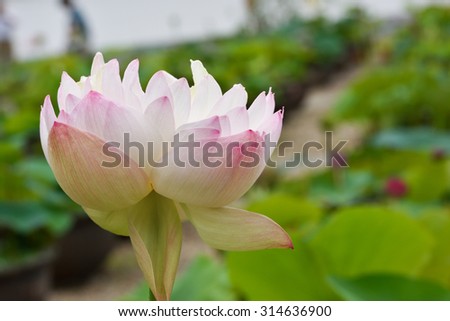 Very rare, double flower of lotus flower
