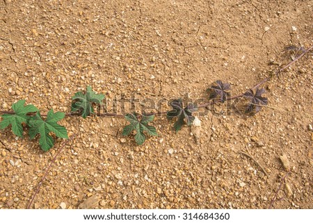 green vine on the ground as wallpaper and background and other purposes
