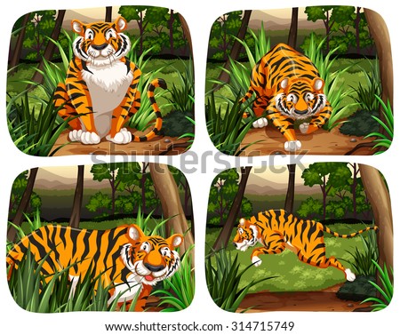 Tiger living in the jungle illustration