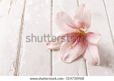 Pink lily flower on wooden background, copy space