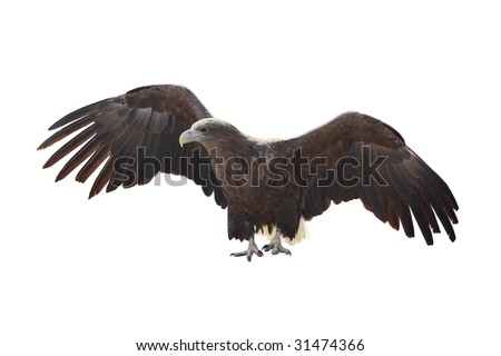 White-tailed Eagle has spread wings on  white background