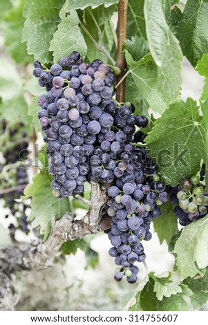 Black grapes in a vineyard detail of ripe fruit in the field