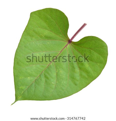 leaf of sweet potato on white background